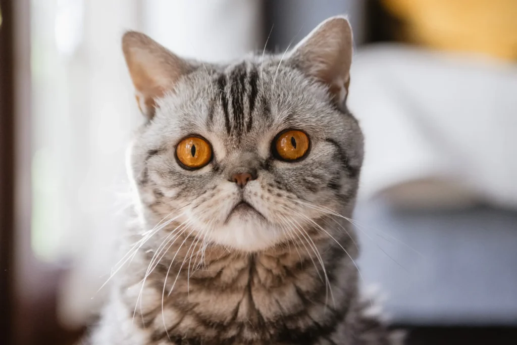Кошка Фрося, которая ждала возвращения Анны Скриган после освобождения из заключения